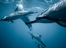 九游体育官方网站：全方位体育体验的理想入口